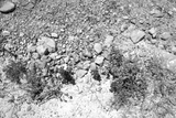 Dead Sea II
