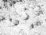 Dead Sea III