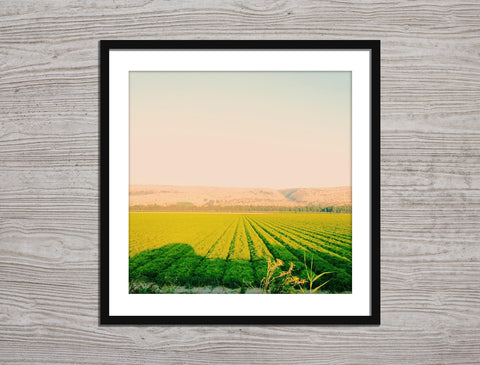 Hummus Field