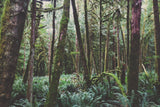B.C
