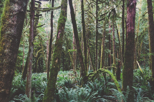B.C