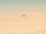 Camel