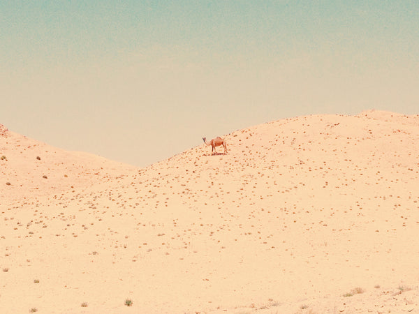 Camel