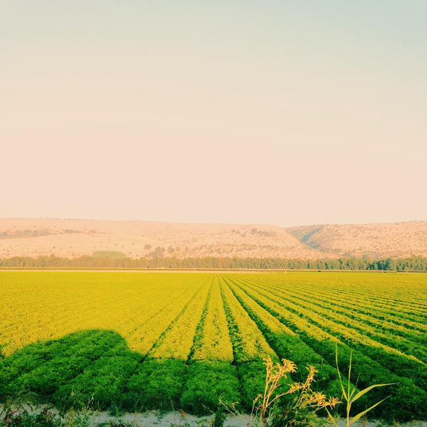 Hummus Field